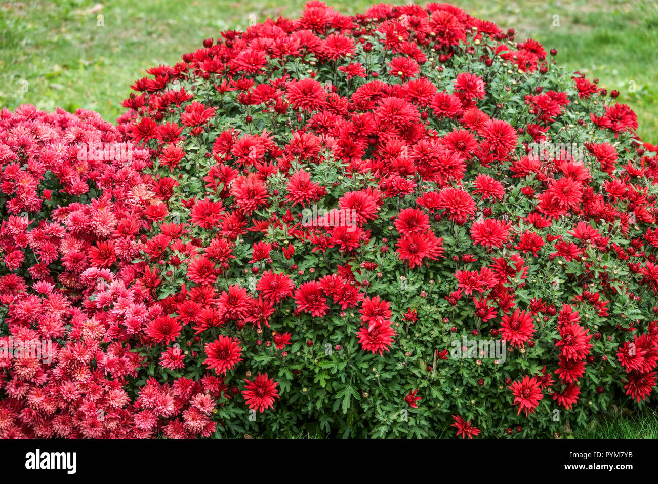 Roter Herbst Chrysantheme, Oktober rote Blumen im Garten blühenden roten Chrysantheme Stockfoto