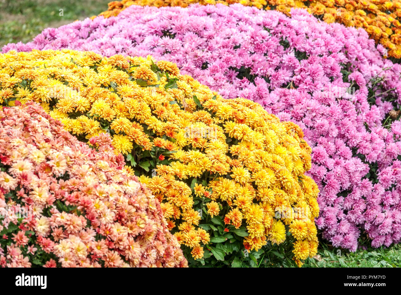 Viele Blumen Farbkombination Chrysantheme, Herbstblumen im Garten, Kontrast und bunte Blumenbeet Oktober Garten Stockfoto