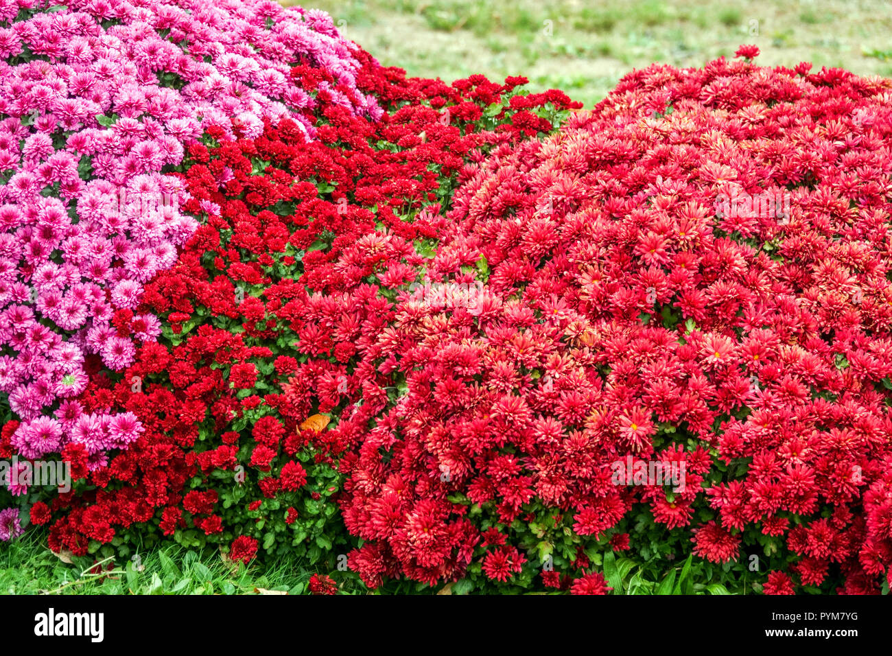 Rote Chrysantheme, Herbst Blumen im Garten, Kontrast und bunten Bed Stockfoto