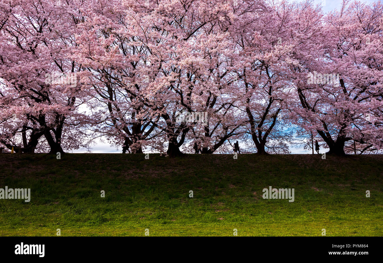Kirschblüte am Sewari Ufer, Kyoto, Japan Stockfoto