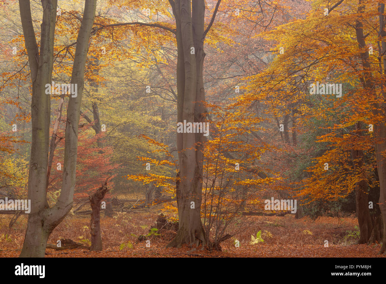 Herbst Farben der Wälder in Epping Forest, Essex, England. Herbst Wald gold bronze gelb braun Orange in den Bäumen, die Szene. Stockfoto