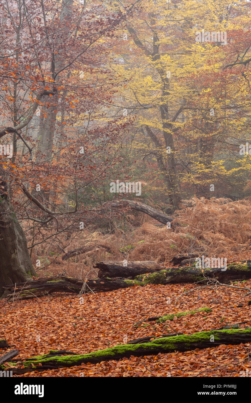 Herbst Farben der Wälder in Epping Forest, Essex, England. Herbst Wald gold bronze gelb braun Orange in den Bäumen, die Szene. Stockfoto