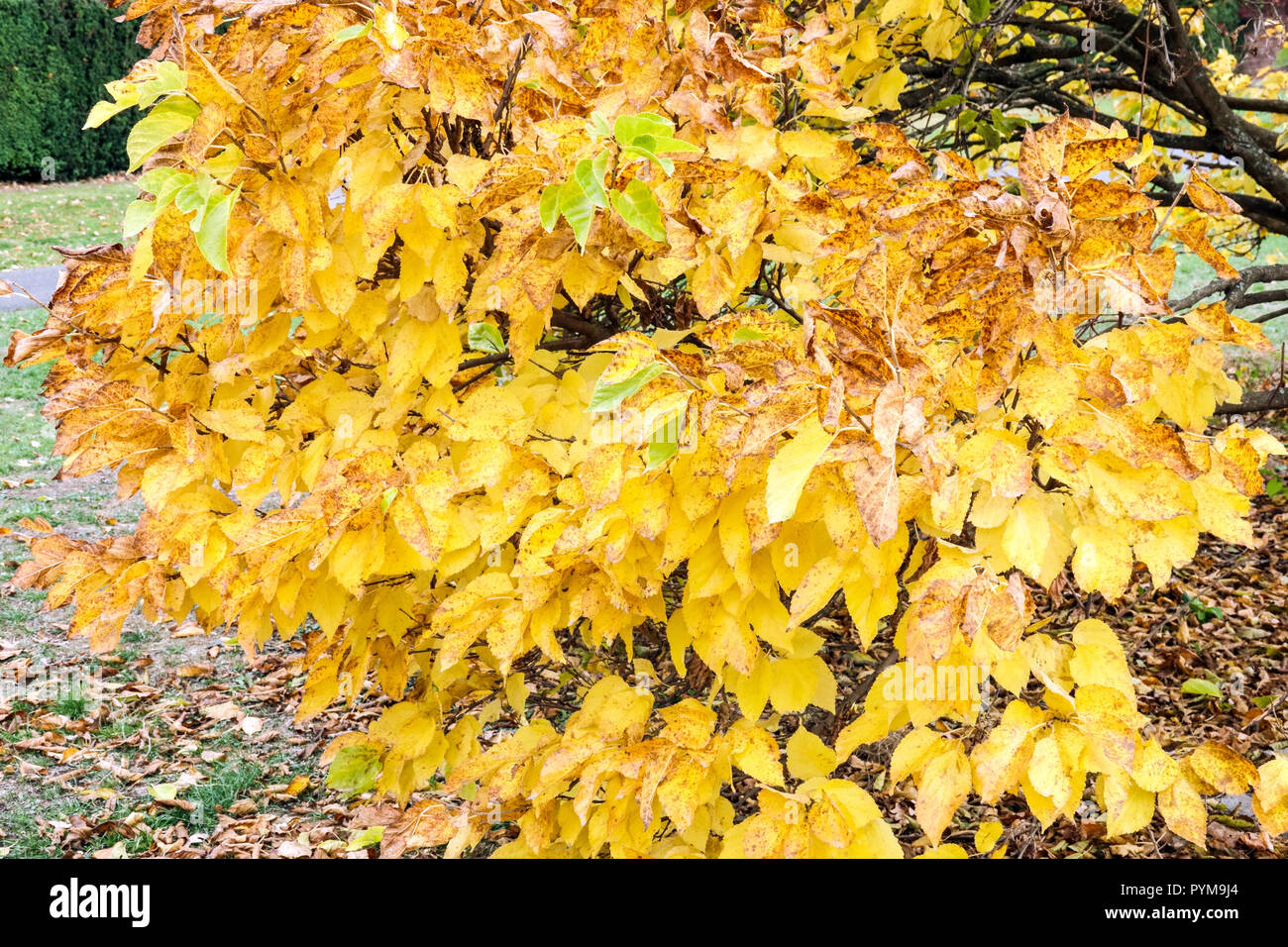 Weiße Maulbeere Morus alba 'Nana' im Herbst Blätter Farben Stockfoto