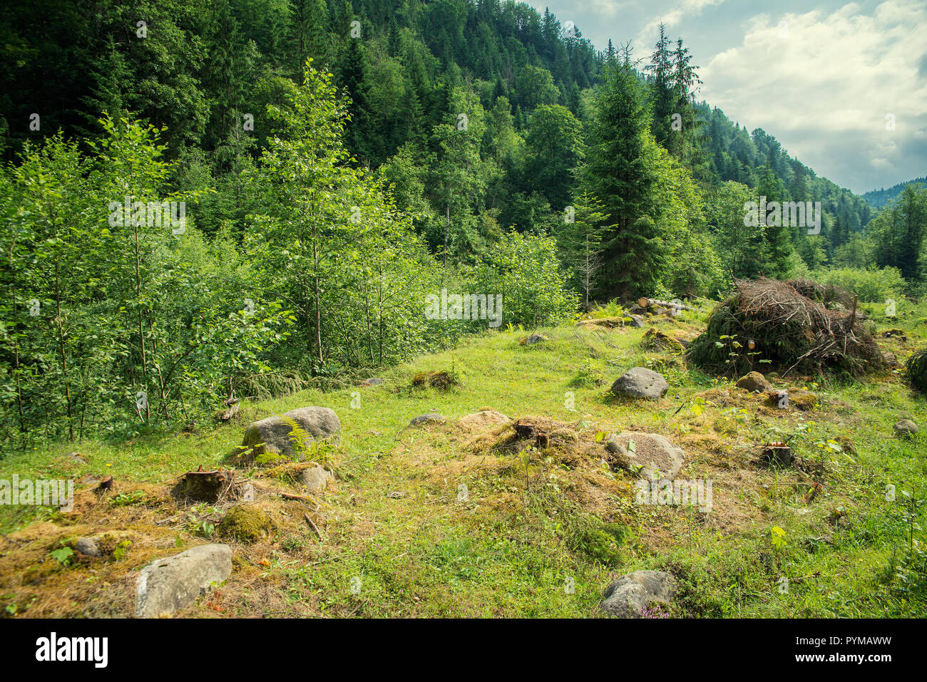 Schönen wald landschaft in den Karpaten. Stockfoto