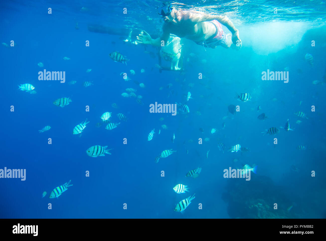 Coral Reef unter Wasser Stockfoto