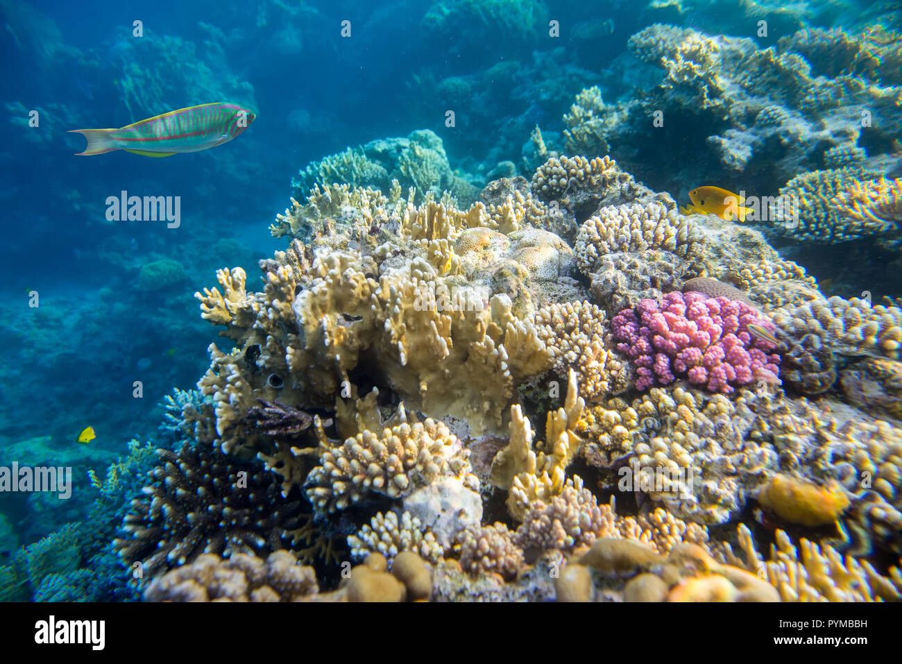 Coral Reef unter Wasser Stockfoto
