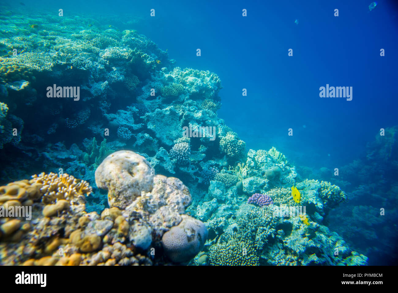Coral Reef unter Wasser Stockfoto