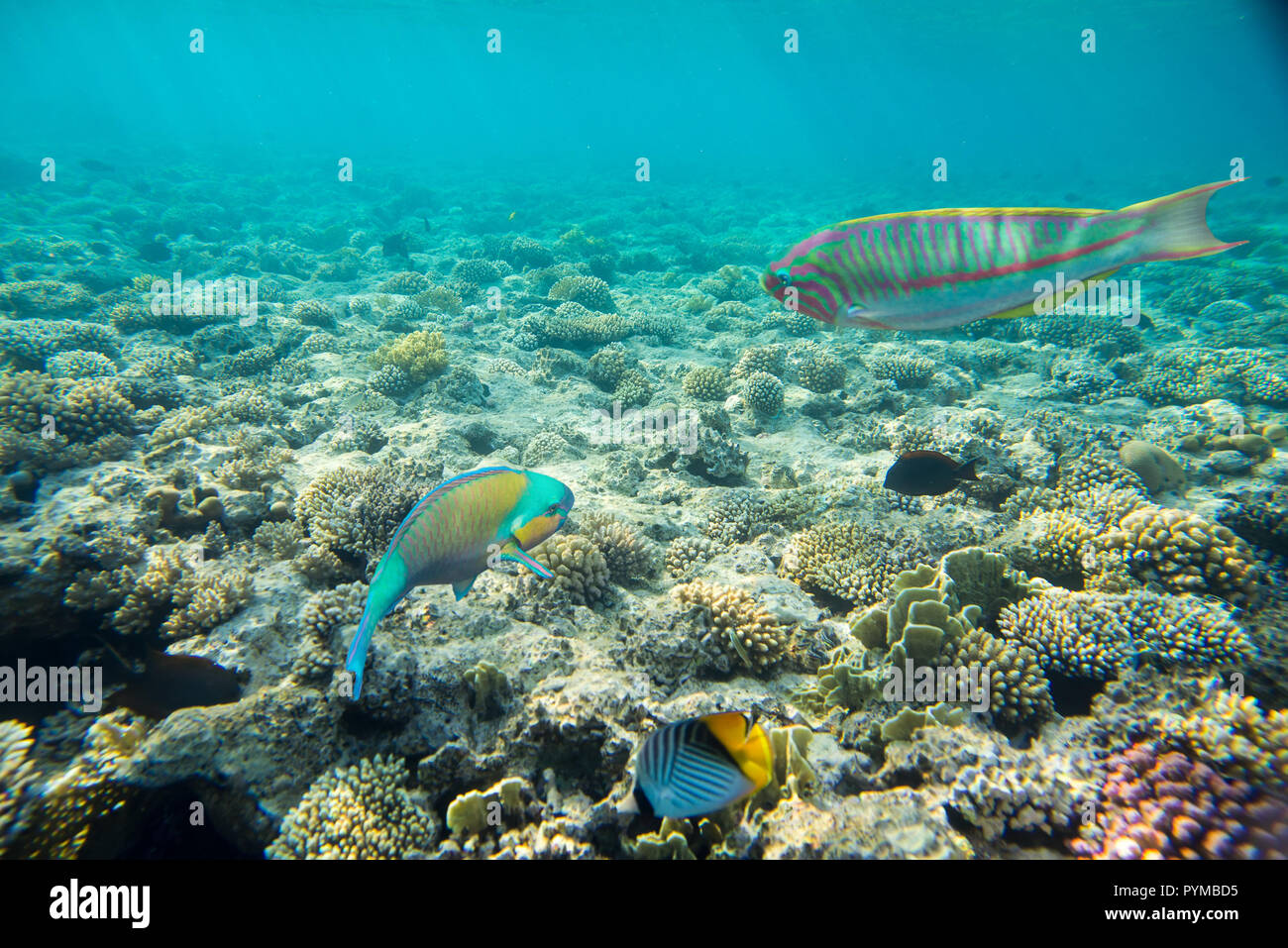 Coral Reef unter Wasser Stockfoto