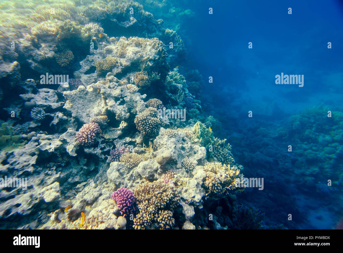 Coral Reef unter Wasser Stockfoto
