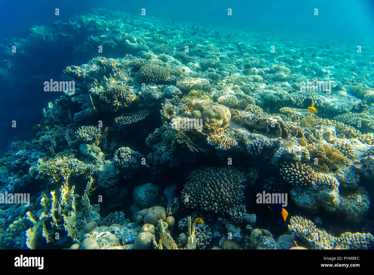 Coral Reef unter Wasser Stockfoto