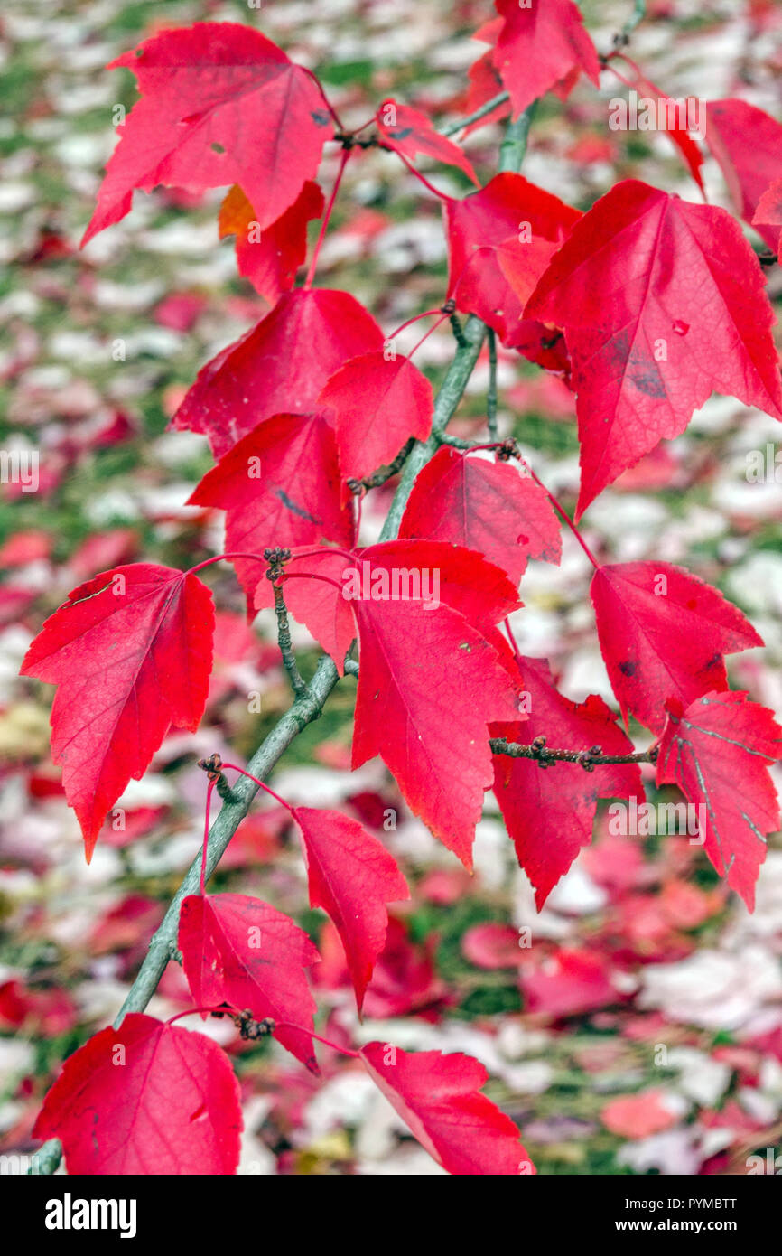 Rote Ahornblätter, Acer rubrum 'Red Sunset' Stockfoto