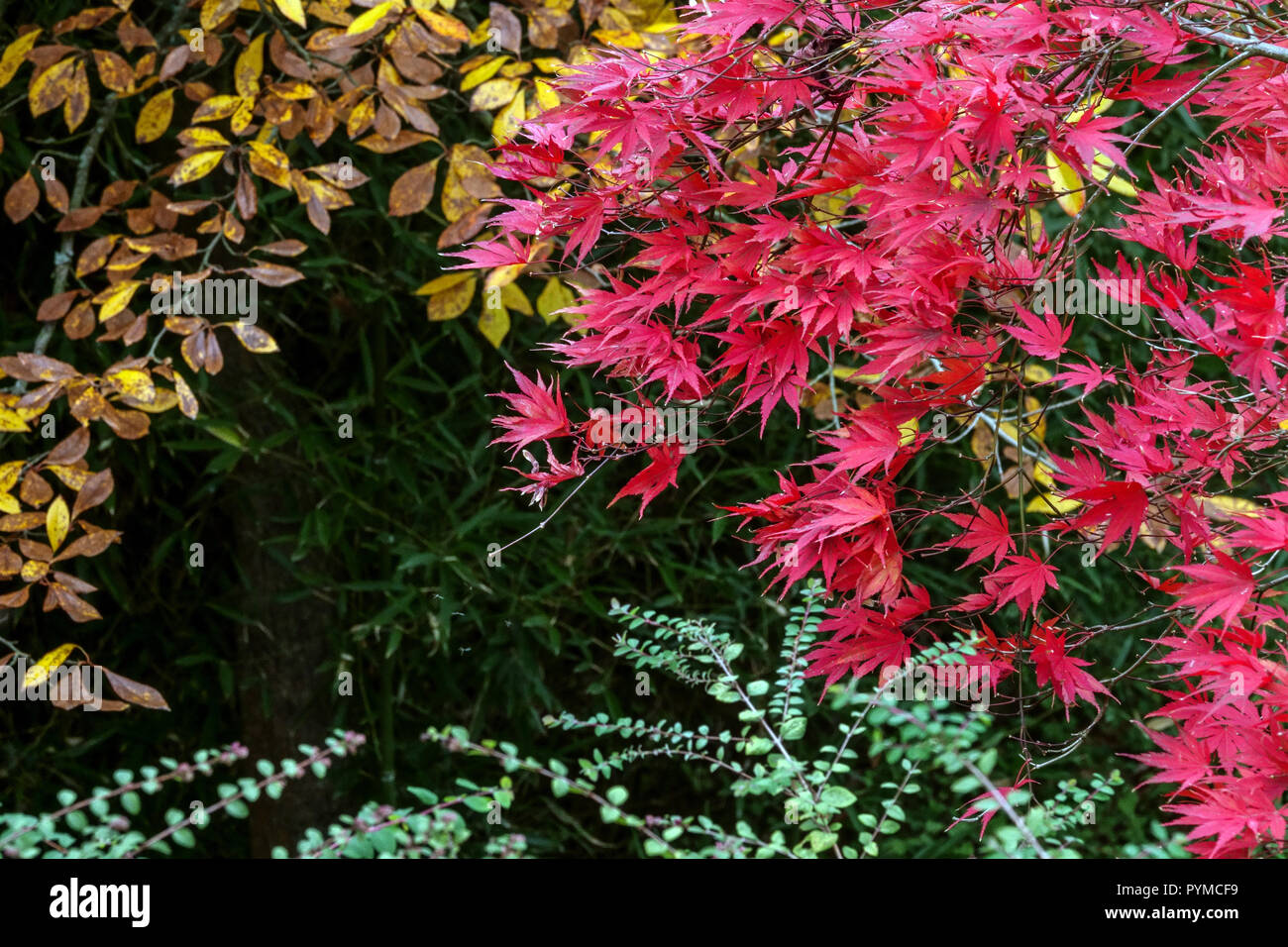 Japanischer Ahornbaum Herbst, Acer palmatum, Gartenbelaub Herbst rote Blätter Stockfoto