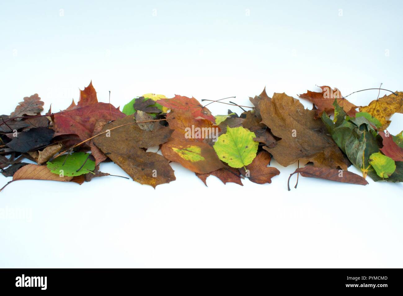 Eine Linie der Blätter im Herbst auf weißem Hintergrund Stockfoto