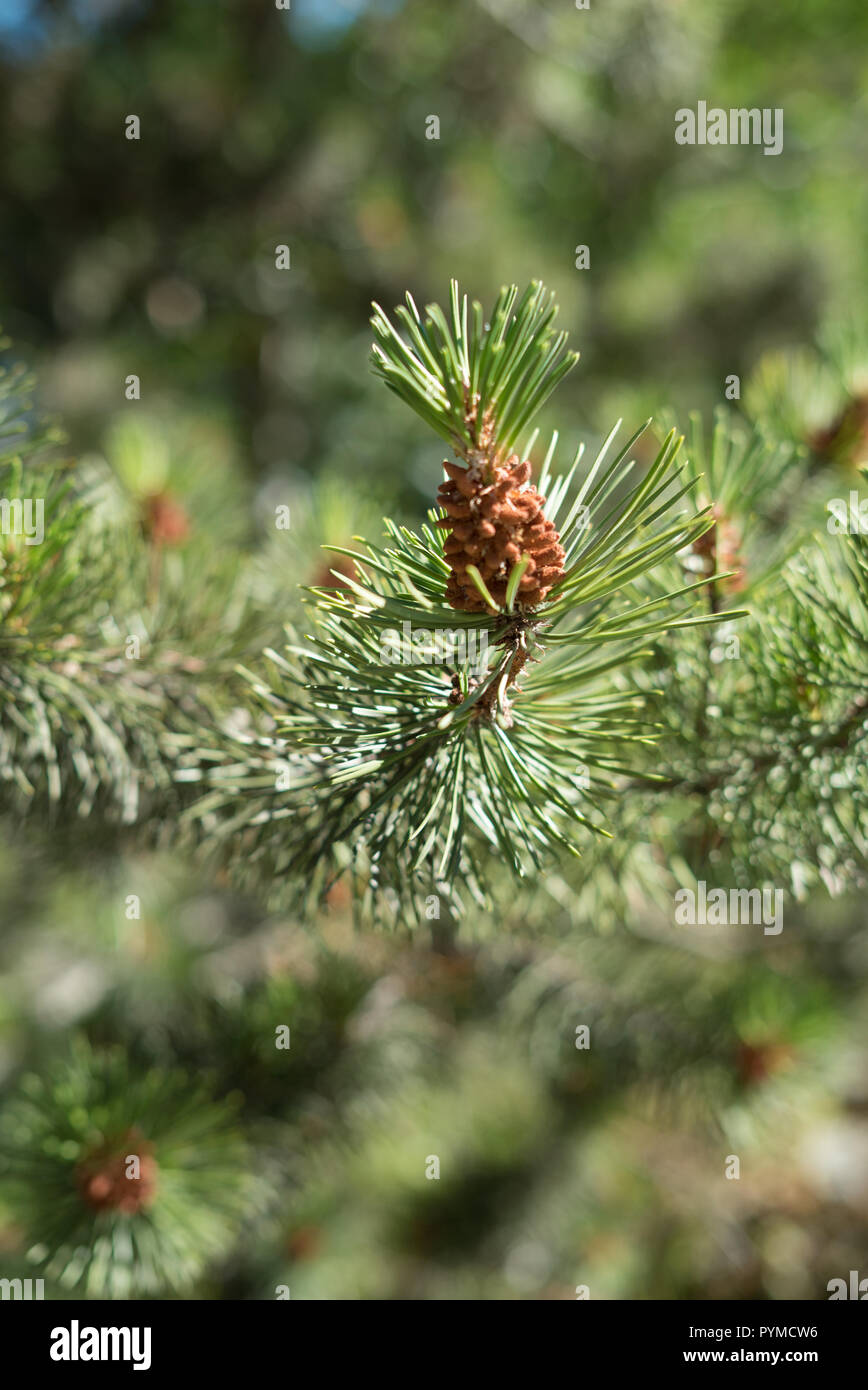 Close-up Detail einer grünen Baum Fichte mit einem kleinen Pine Cone bud an einem warmen Sommertag in strahlendem Sonnenschein. Stockfoto