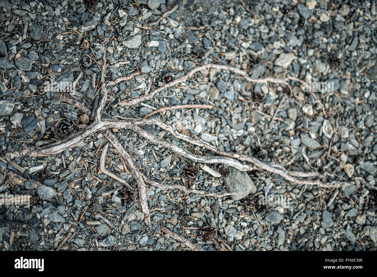 Eine getrocknete tot und zerbrechlicher Zweig auf dem Boden liegend mit Konzept der heidnischen schamanischen, dunkle Zauberei. Stockfoto