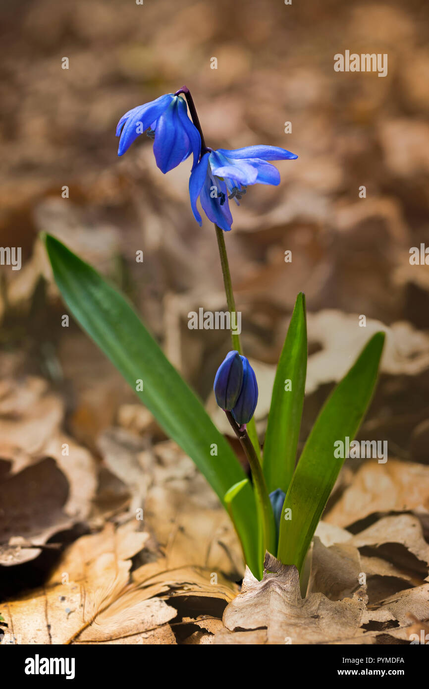 Blaue Farbe Blüte gegen Winter gefallen und trockene Blätter im Frühling Stockfoto