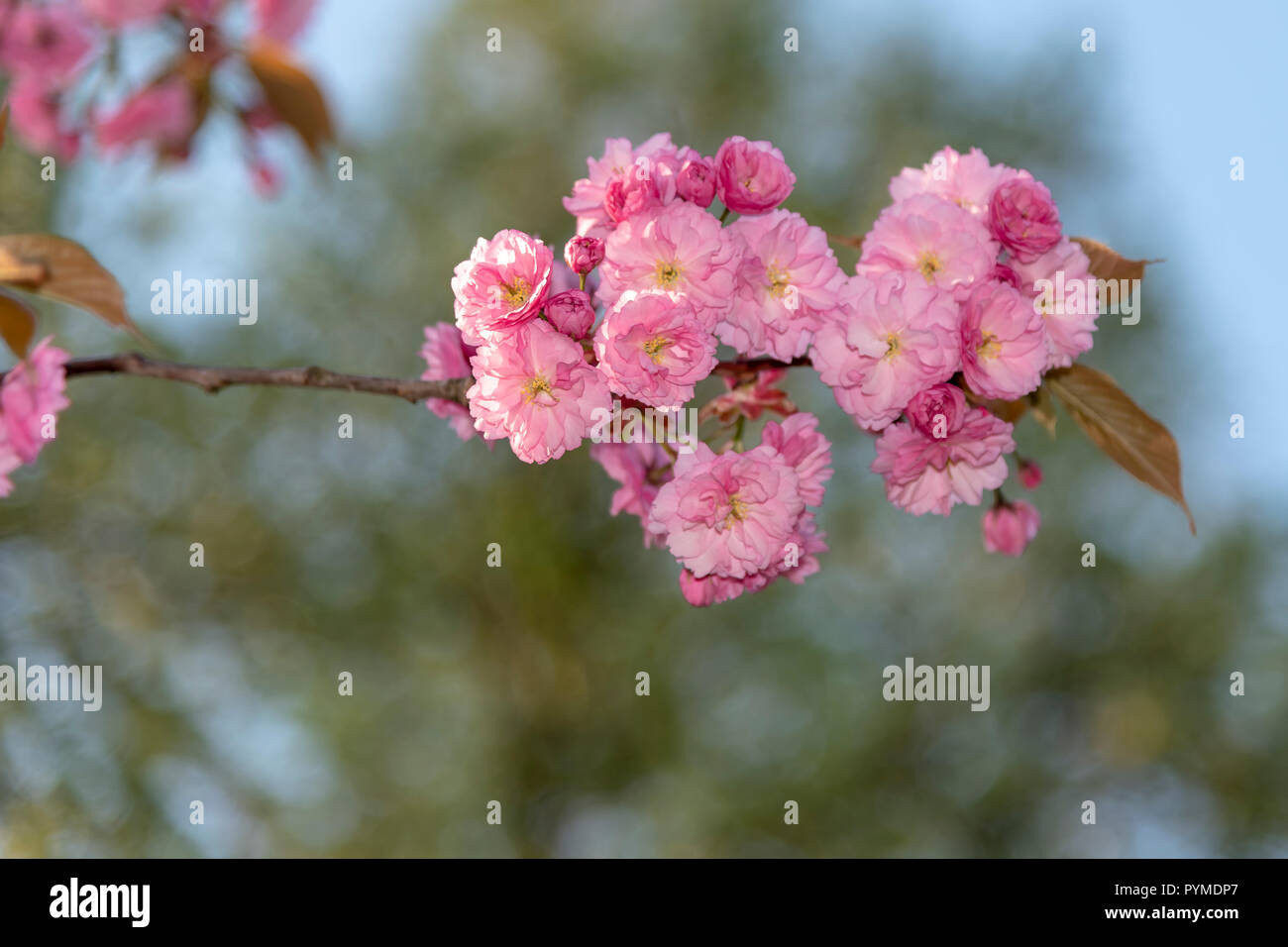 Sakura Rosa Japanische Kirschbaume Bluhen Gegen Eine Pur Blauen