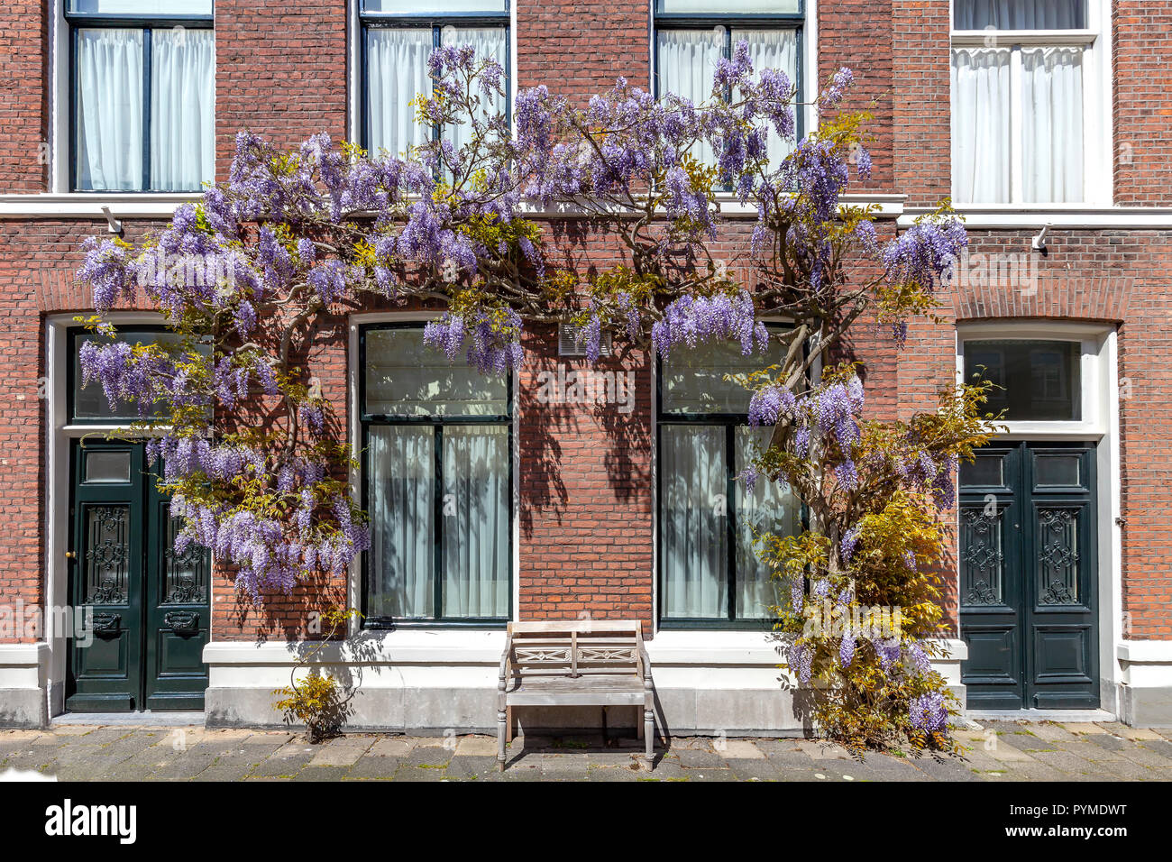 Arch lila Wisteria Farbe Blumen bedecken die Fassade, die Eingangstr eines  Gebudes unter eine Feder glnzende Sonne Licht Stockfotografie - Alamy