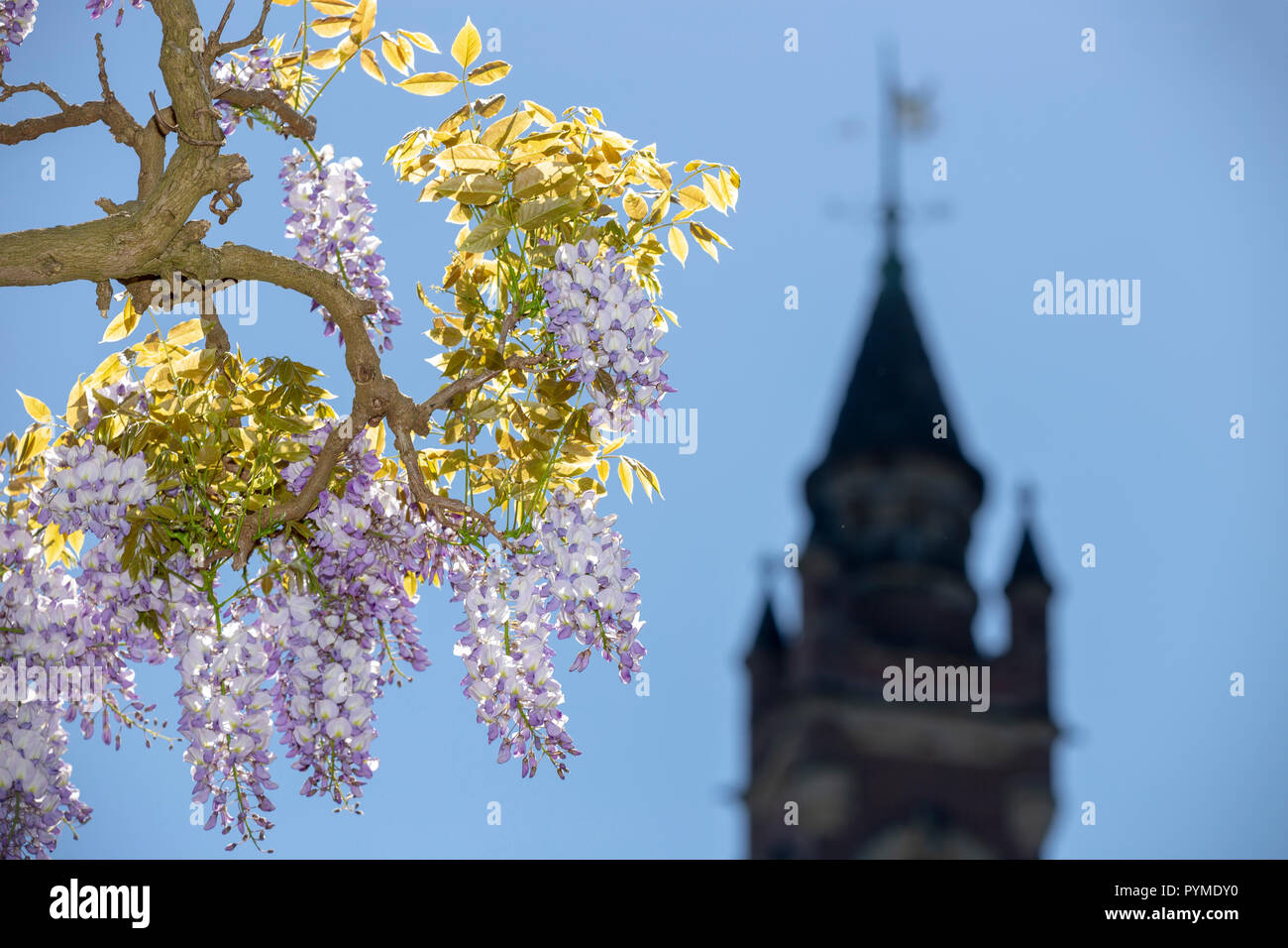 Niederlassung von Glyzinien blühen Blumen blühen im Garten der Friedenspalast und unter einem blau leuchtenden frühling himmel von Den Haag, Niederlande Stockfoto