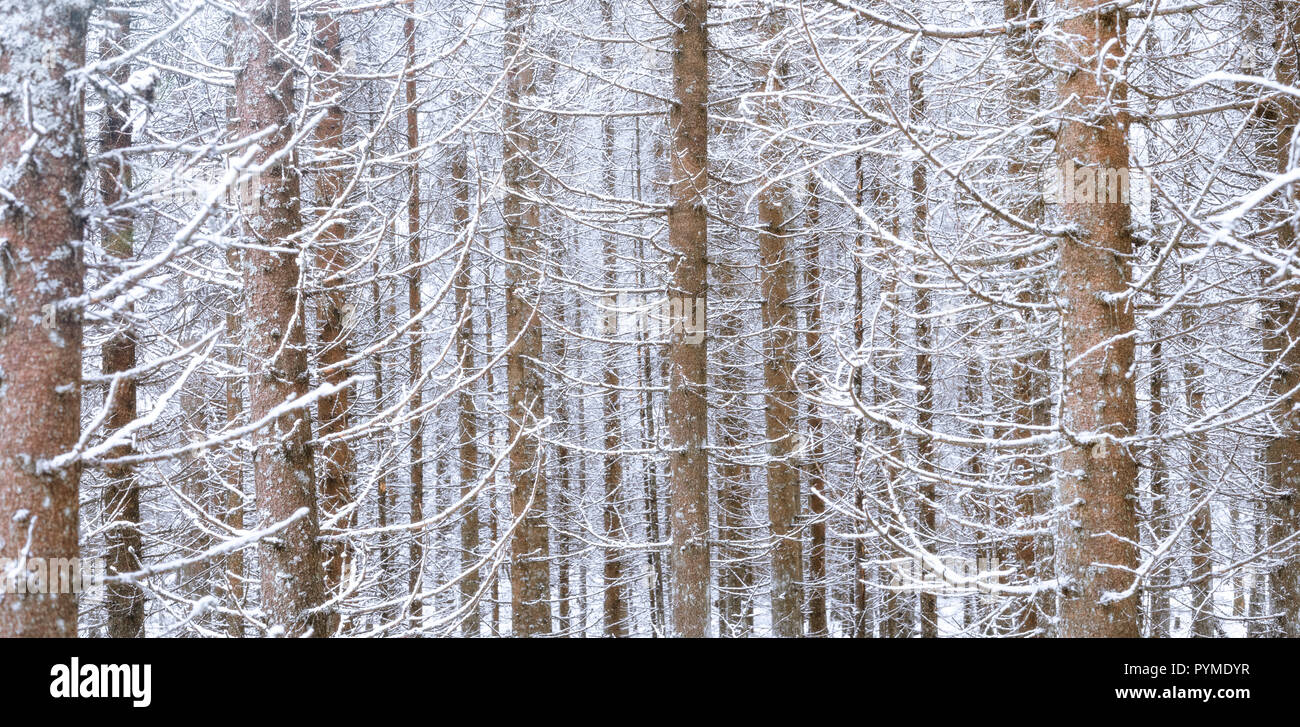 Dicht gewachsen Fichtenwald im Winter Stockfoto