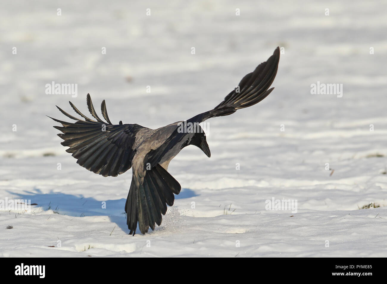 Nebelkrähe (Corvus corone cornix) fliegen und landen im Schnee, Leipzig, Sachsen, Deutschland Stockfoto