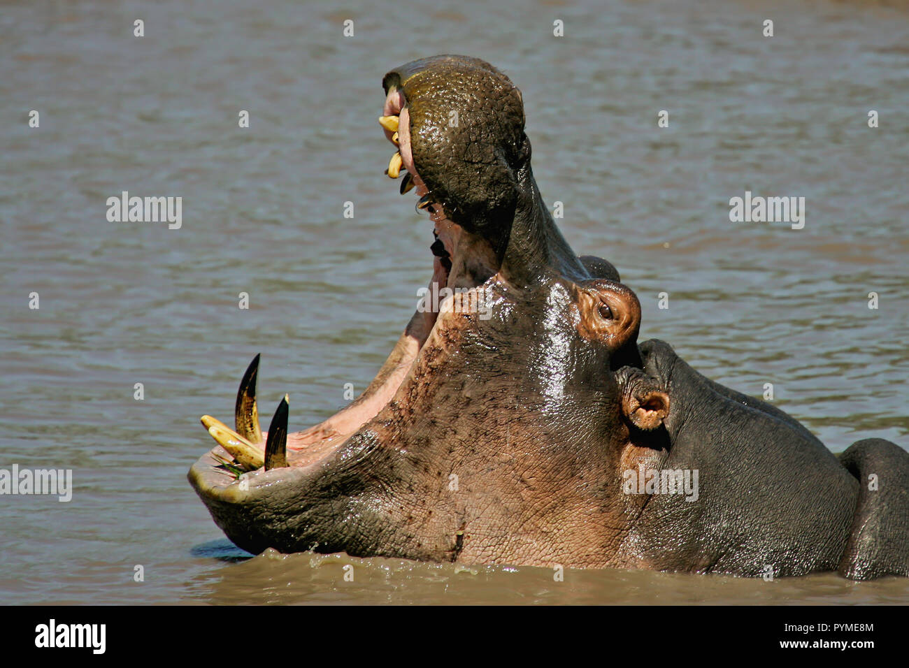 Flusspferd (Hippopotamus amphibius) erwachsenen Bedrohung gähnen, Serengeti National Park, Tansania Stockfoto