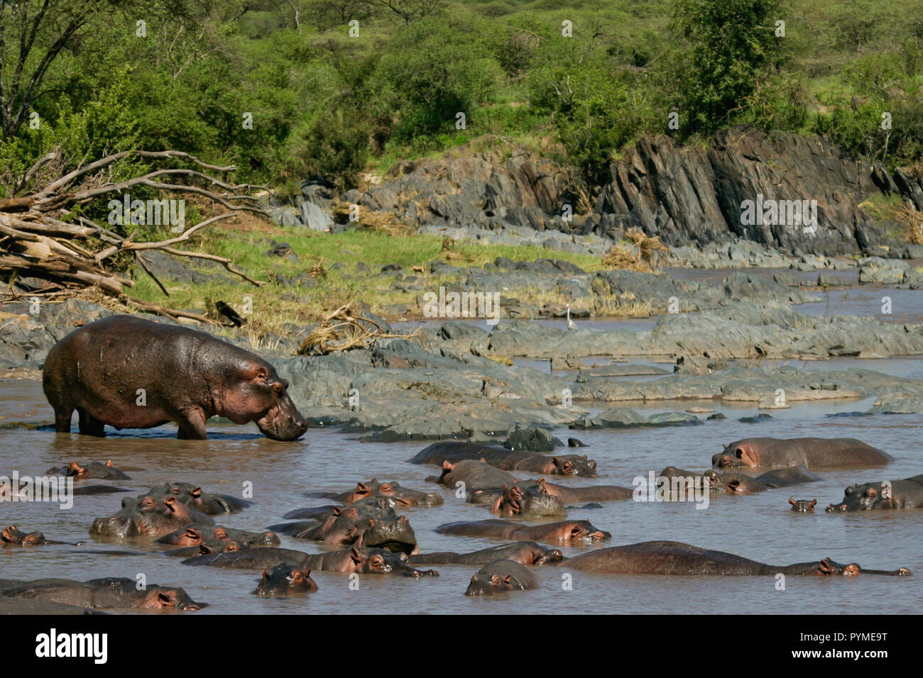 Flusspferd (Hippopotamus amphibius) große Gruppe Ruhen und Schlafen im Wasserloch, Serengeti National Park, Tansania Stockfoto