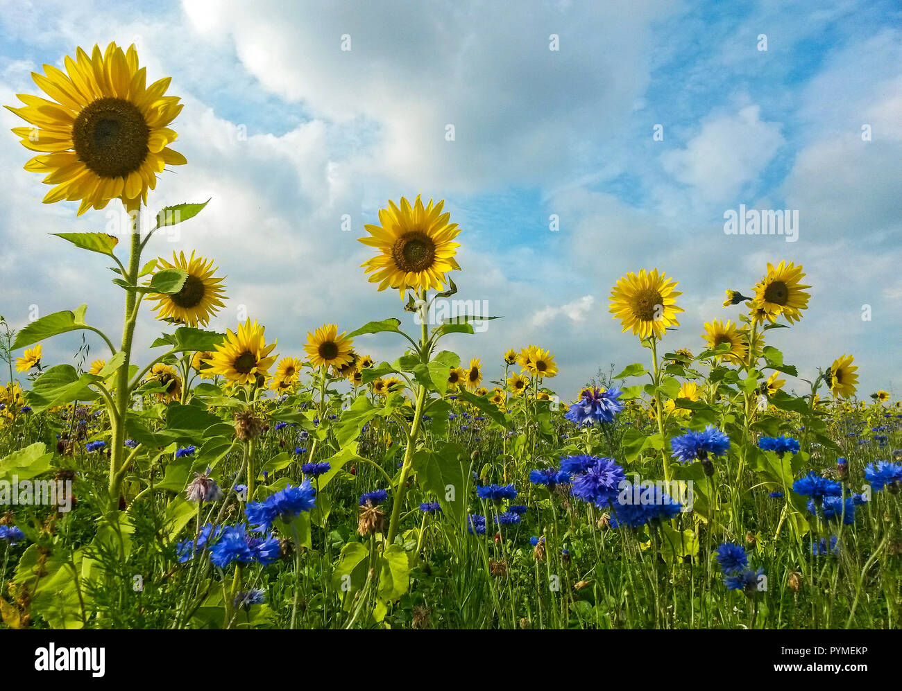 Blühende gemeinsame Sonnenblume (Helianthus annuus) mit Kornblume (Centaurea cyanus) und wilden Kräutern, Hessen, Deutschland Stockfoto