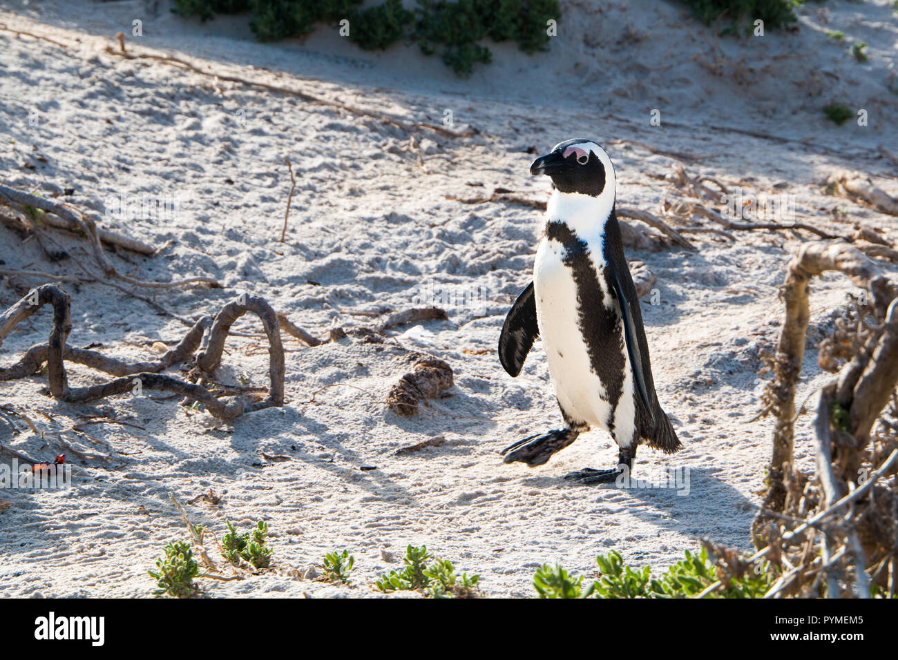 Jackass Pinguine Wandern in den Dünen am frühen Morgen die Sonne. Stockfoto