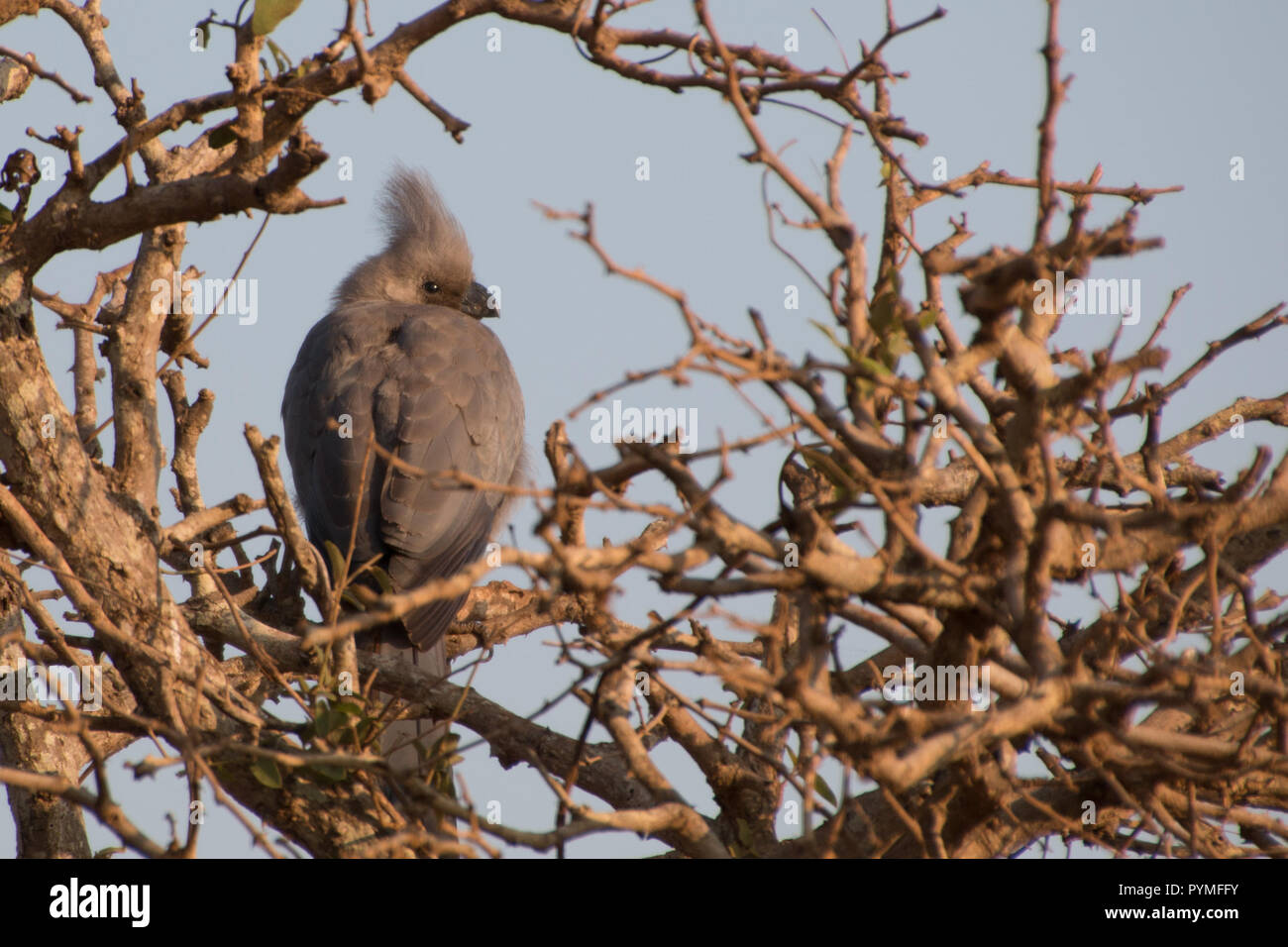 Grau Go-Away-Bird (lourie) oben am Baum mit Zweigen umgeben, Südafrika Stockfoto