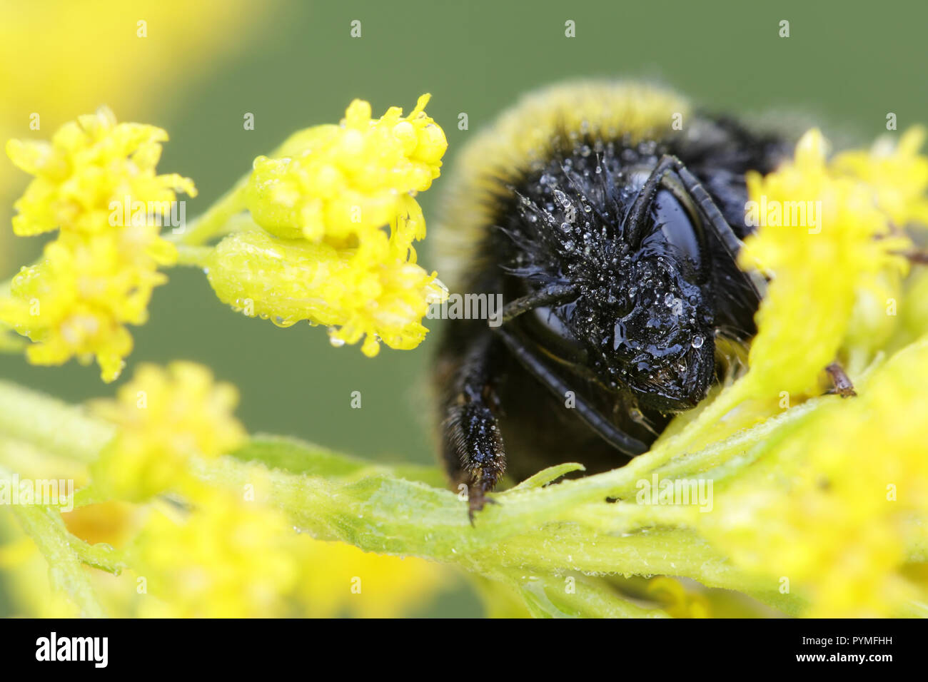 Hummel oder Hummeln, Bienen, Hummel, bescheiden - Biene, Bombus lucorum Stockfoto