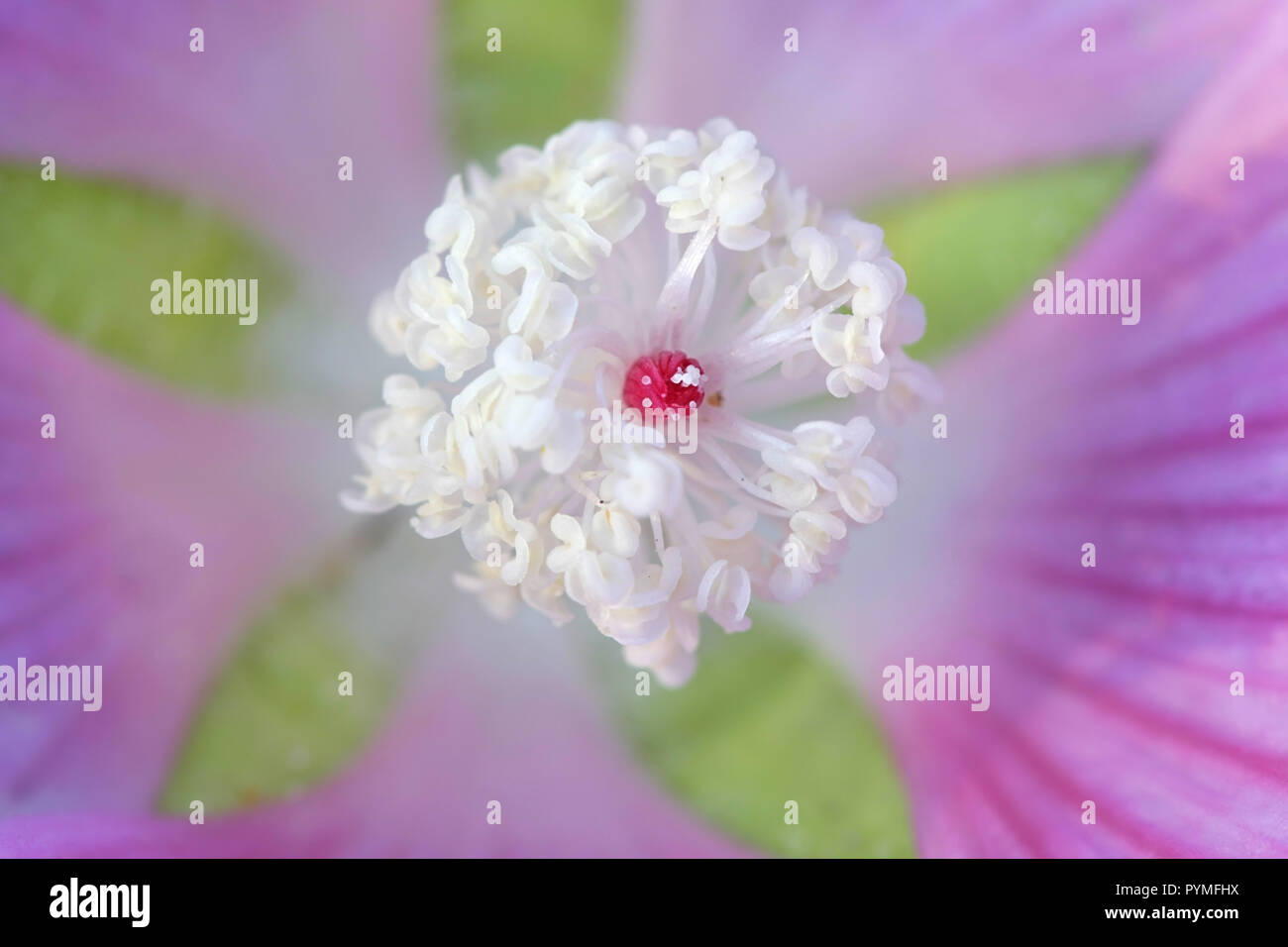 Moschus Malve oder Malve, Moschus - Malve Blume center Stockfoto