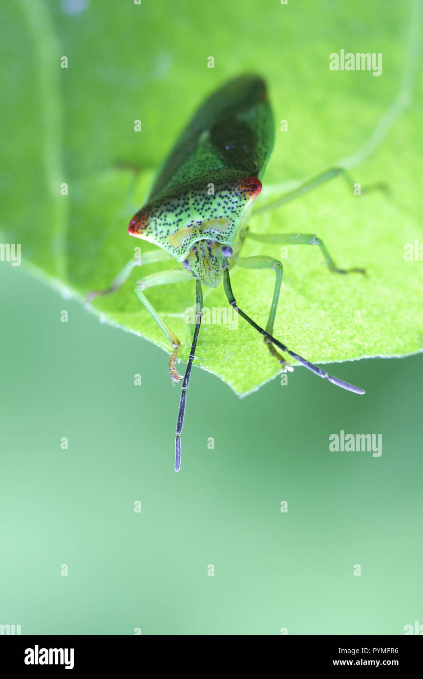 Der weißdorn Acanthosoma haemorrhoidale Shield bug, Stockfoto