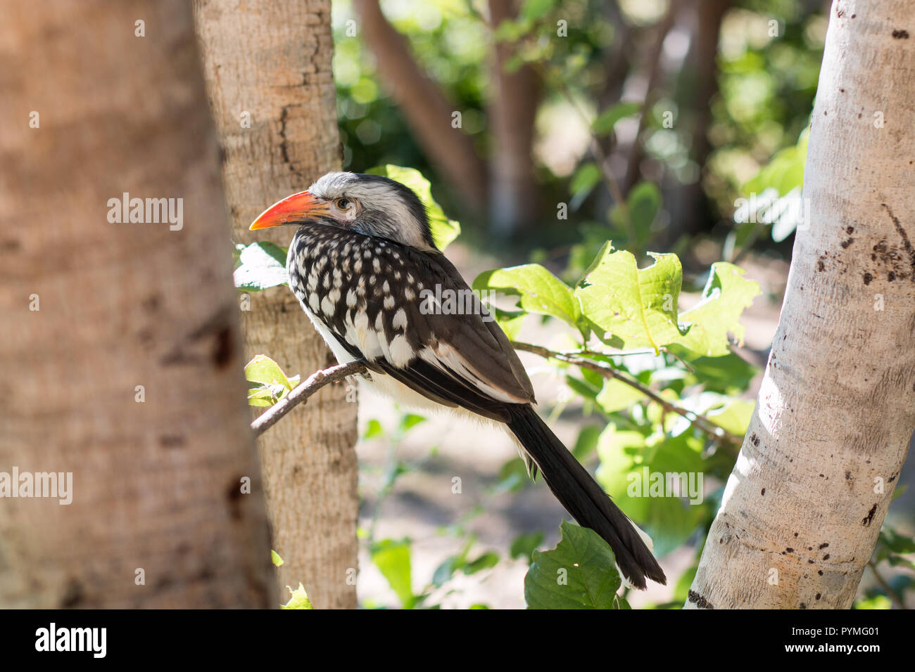 Southern Red-billed Hornbill juvinile in einem Baum Nahaufnahme in die Kamera schaut thront. Vogel mit weißen Gefiederflecken, getupft Flügeln und langen roten Rechnung. Stockfoto