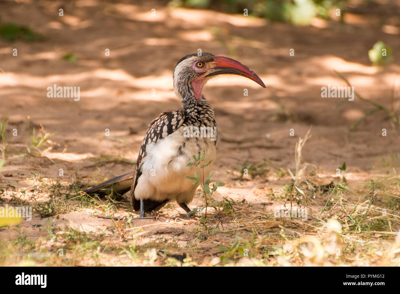 Southern Red-billed Hornbill stehend auf dem Boden Nahaufnahme in die Kamera schaut. Vogel mit weißen Gefiederflecken, getupft Flügeln und langen roten Rechnung. Stockfoto