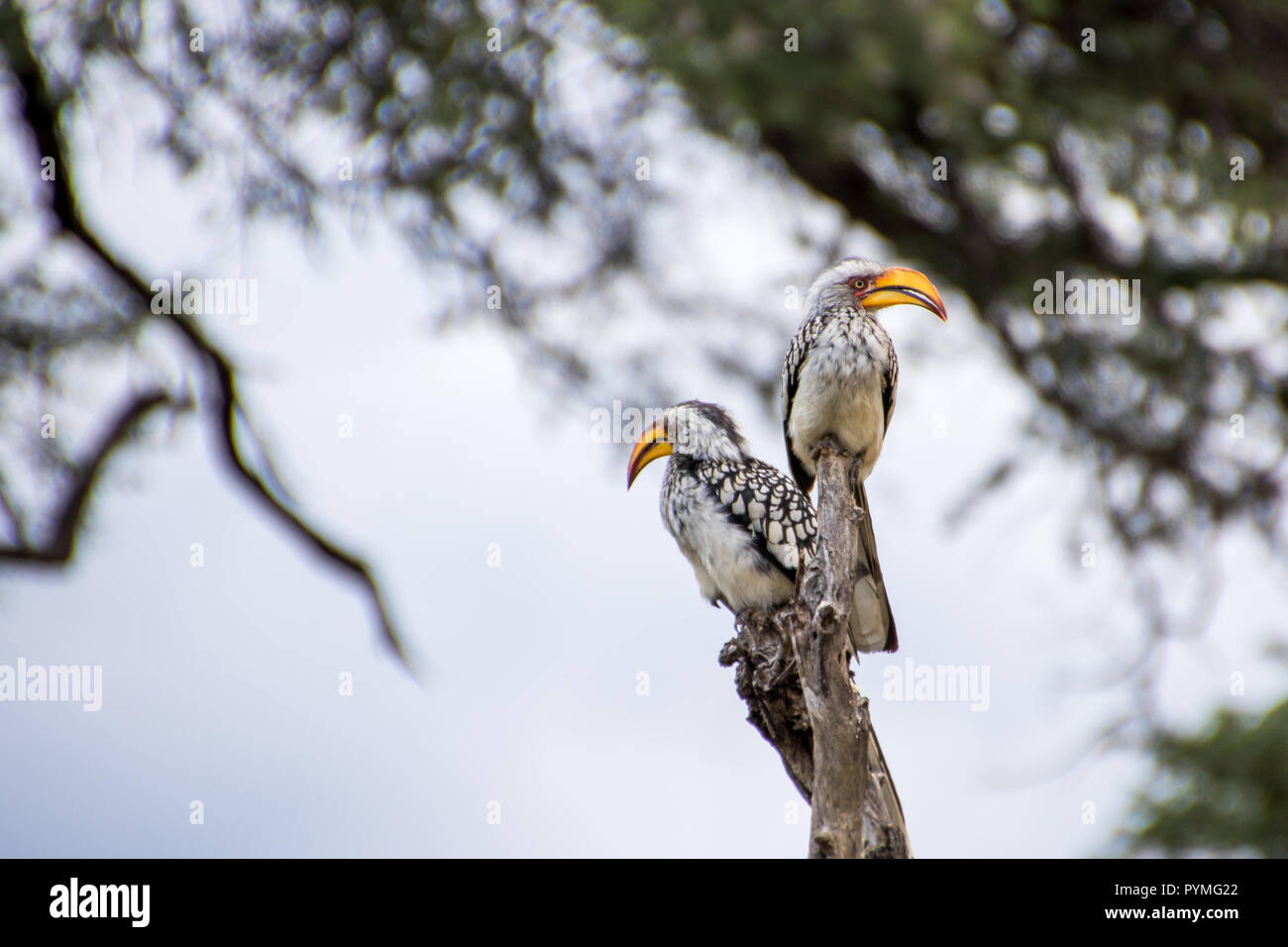 Zwei Southern Yellow-billed Nashornvögel sitzen auf Zweig. Vögel mit hellen Unterseite und gefleckte Flügel und großen gelben Rechnungen. Stockfoto