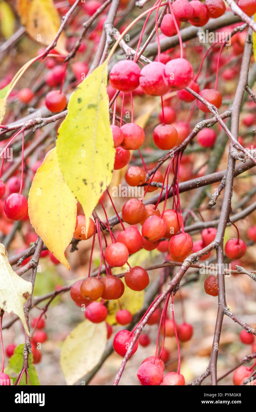 Crab Apple, Crabapple Malus 'Red Jade' Stockfoto