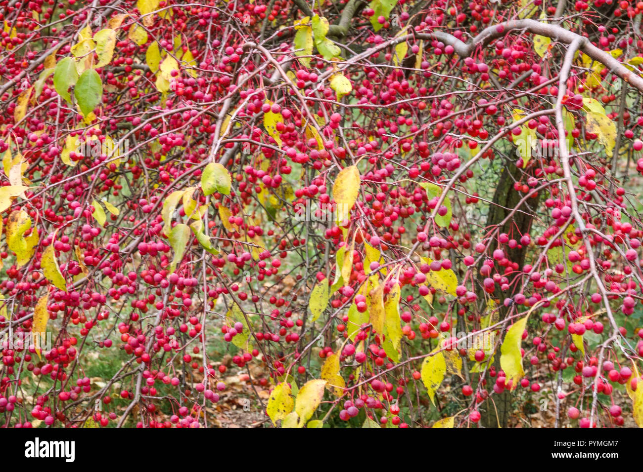 Crabapple Malus 'Red Jade' Stockfoto
