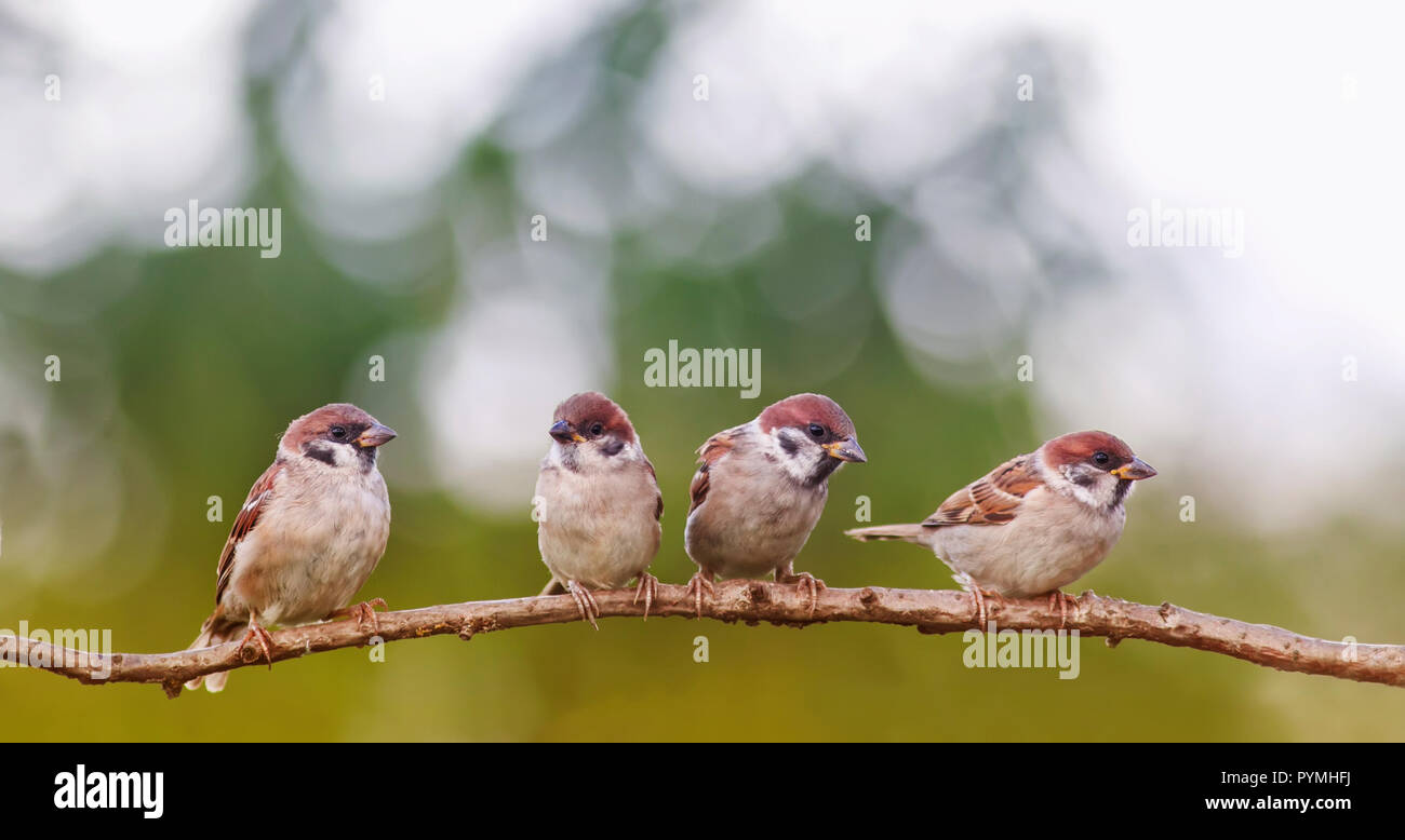 Lustige kleine Spatzen Vögel sitzen in einer Gruppe in einem Frühling