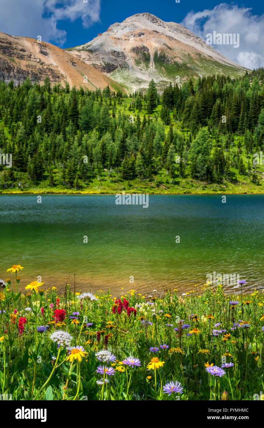 Wildblumen blühen durch die Howard Douglas See im Sommer (Banff Rocky Mountain) Stockfoto