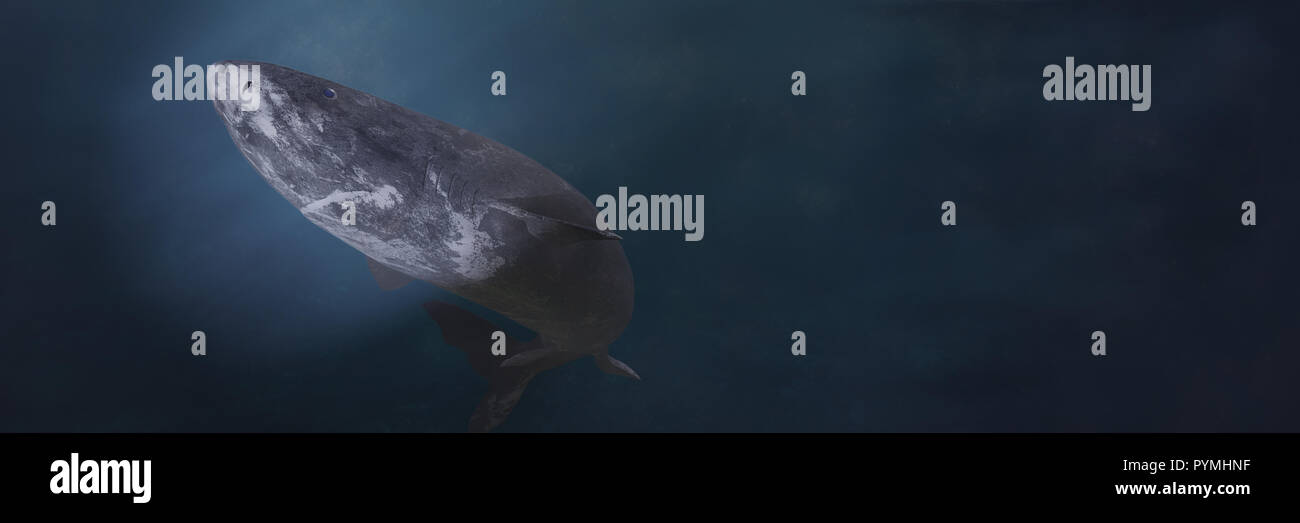 Grönland Hai schwimmen, Somniosus Microcephalus schwimmt in dem künstlichen Licht Stockfoto