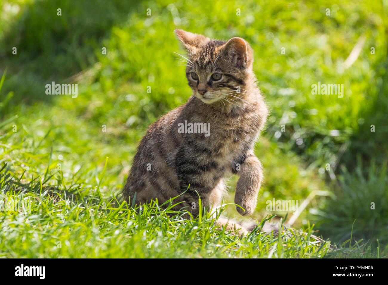 Schottische Wildkatze (Felis silvestris) grampia Kätzchen Stockfoto