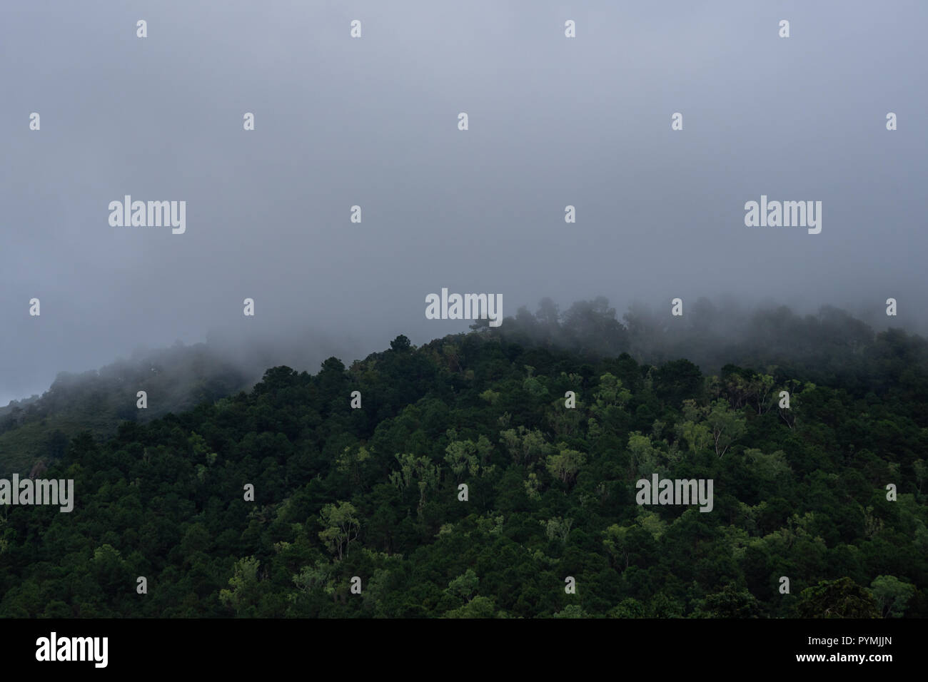 Dunkler Nebel auf Bergwald Stockfoto
