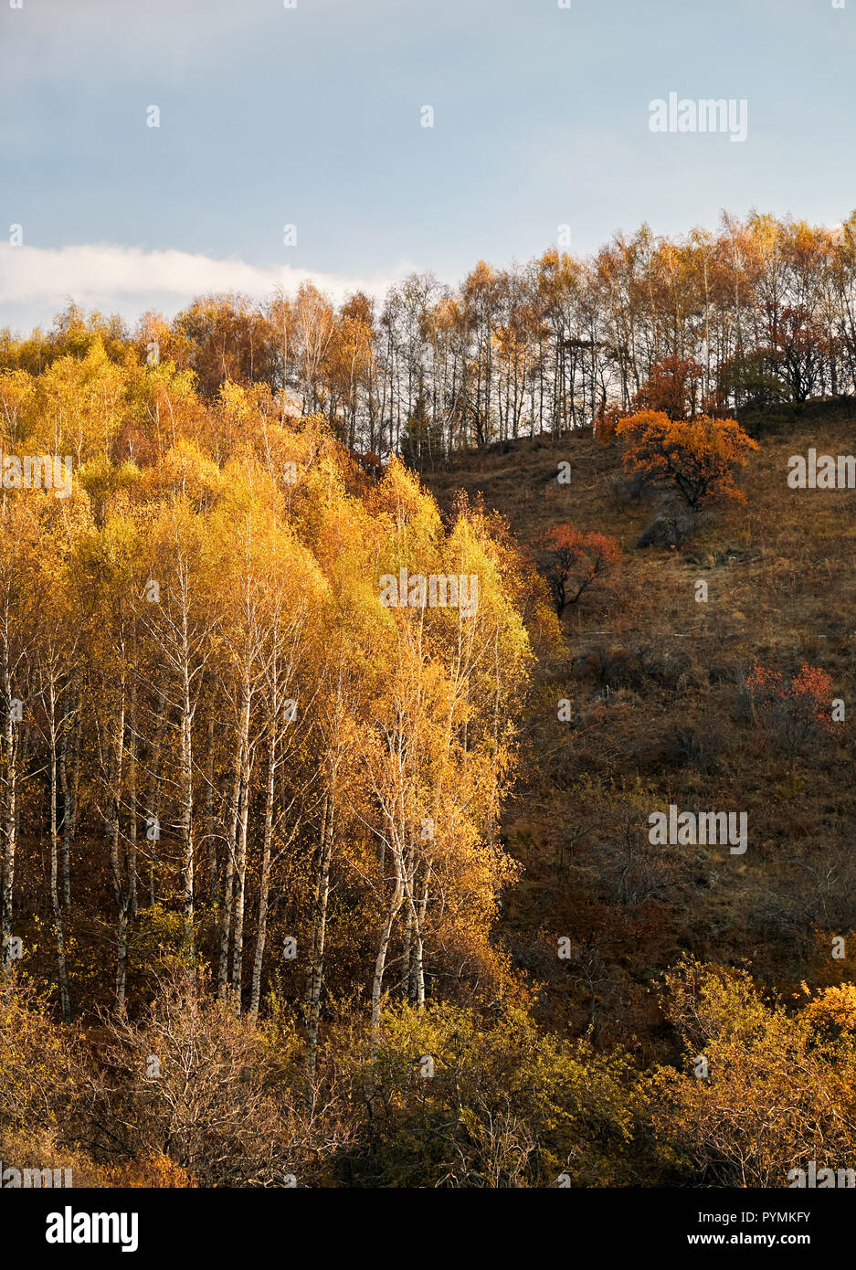 Herbst gelb Wald gegen den blauen Himmel Stockfoto