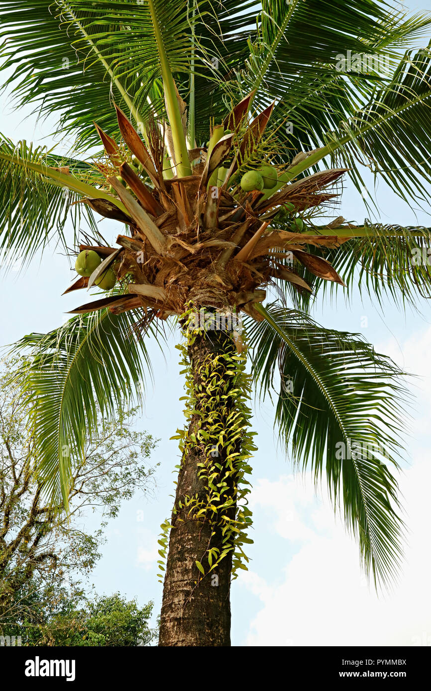 Vertikale Foto von niedrigen Winkel eine fruchtbare Kokospalme gegen Licht blauer Himmel Stockfoto