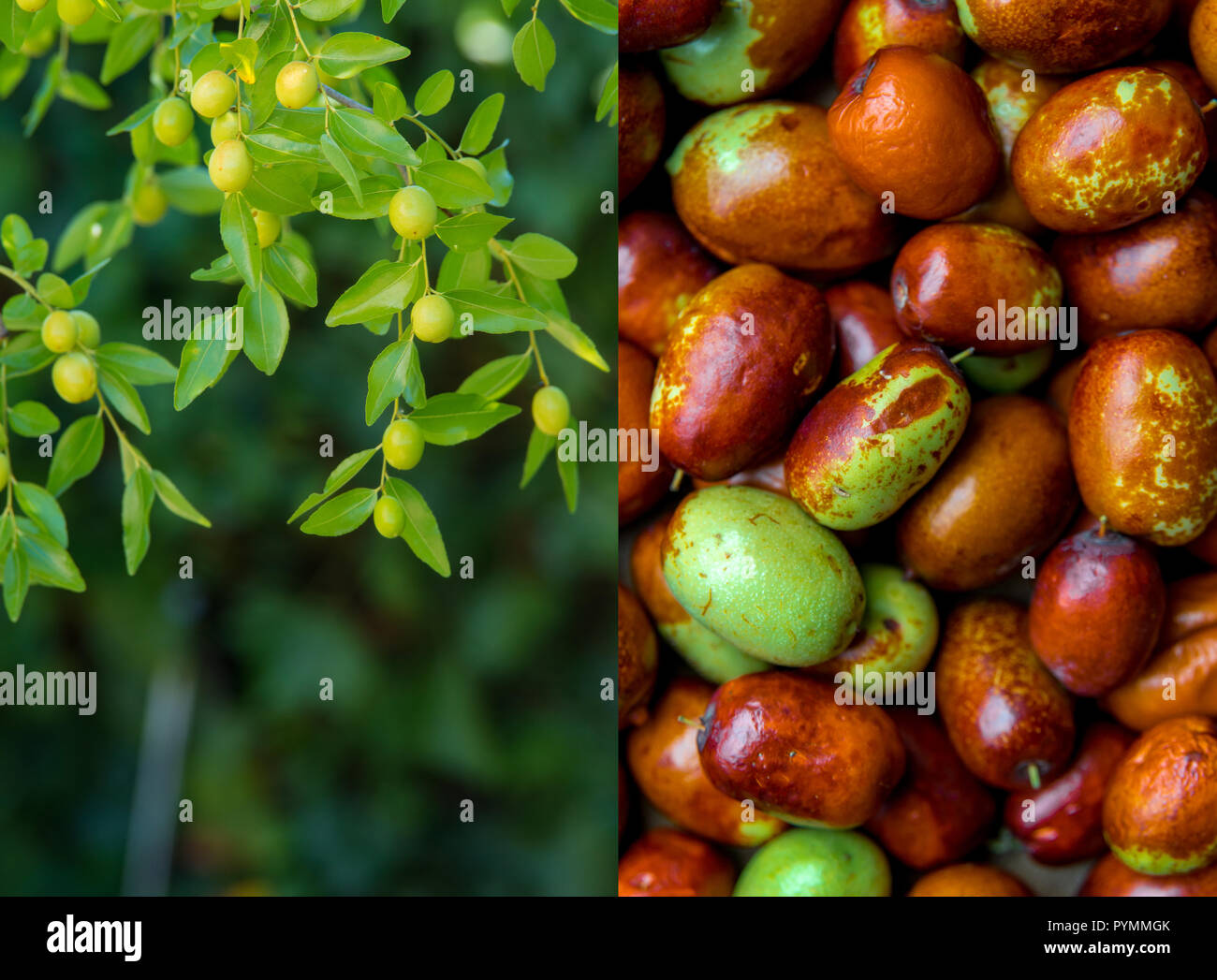 Reif jujube und grüne Beeren auf Branchen (jujube real, Chinesisch Datum, capiinit, Jojoba, lat. Im Prozess jujuba). Herz Schutz. Stockfoto