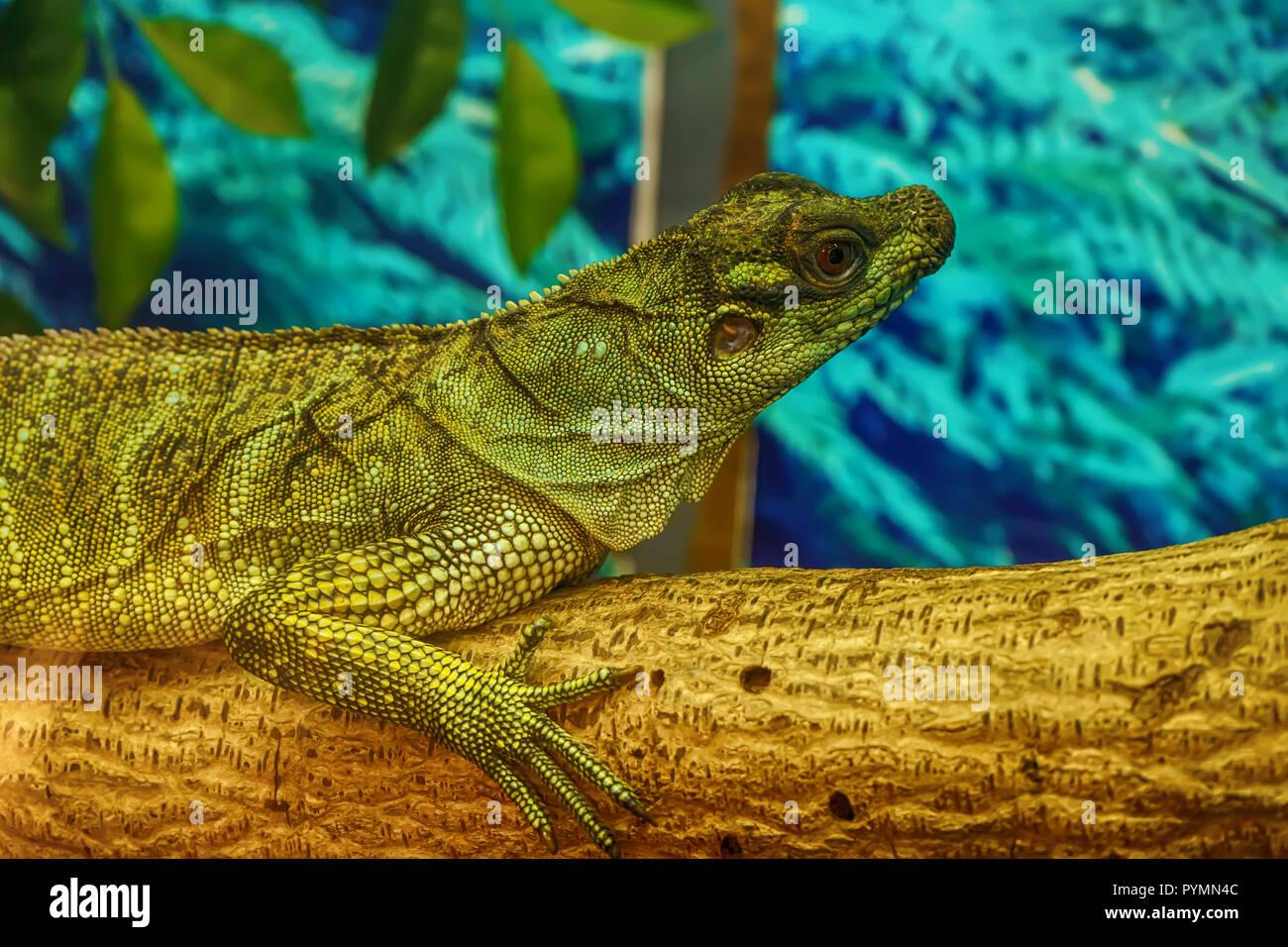 Sailfin Eidechse auf dem Baum in einem Wald. Stockfoto