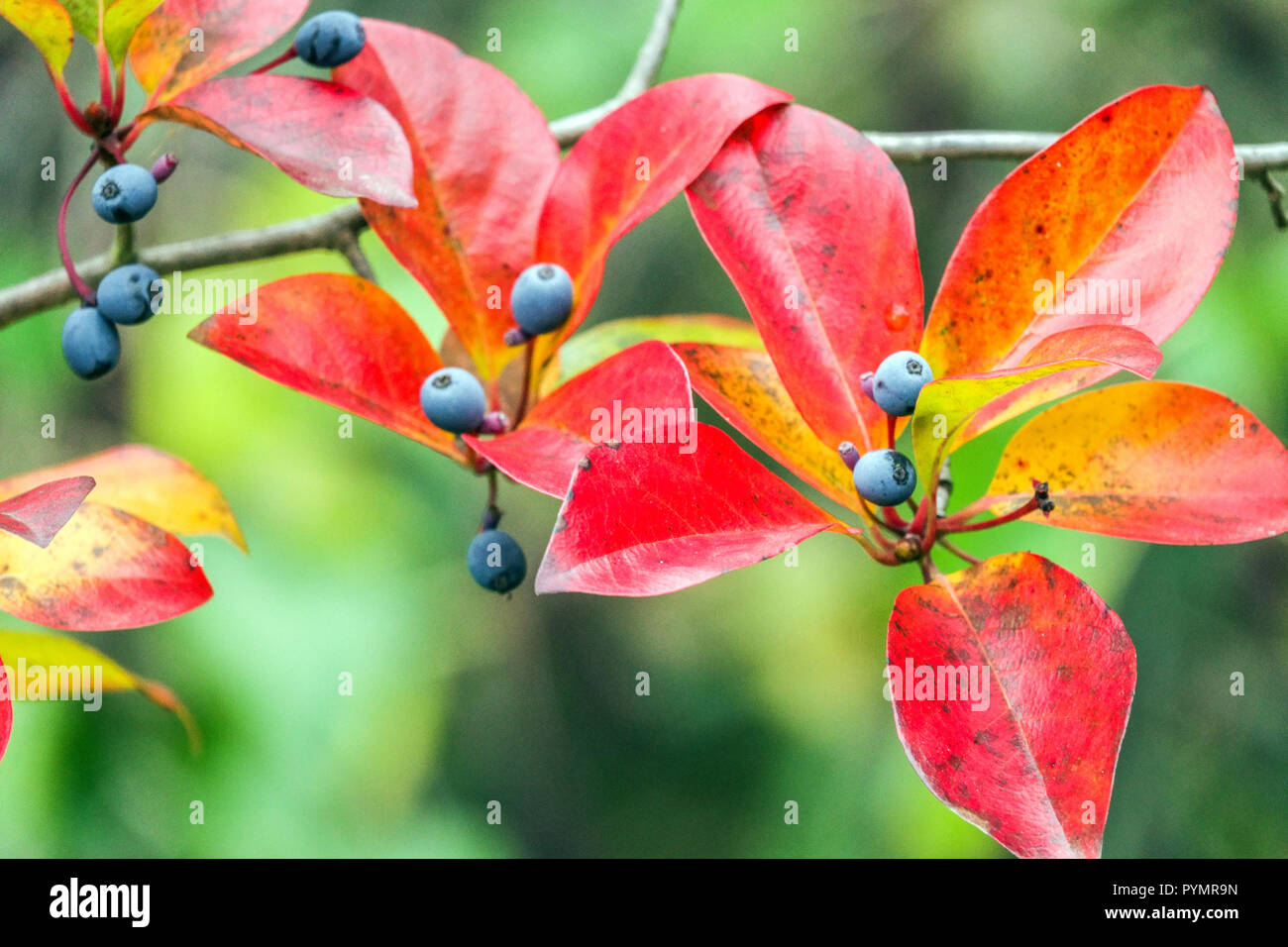 Nyssa sylvatica Herbst, Tupelo Baum, Schwarze gummirote Herbstblätter und Beeren Stockfoto