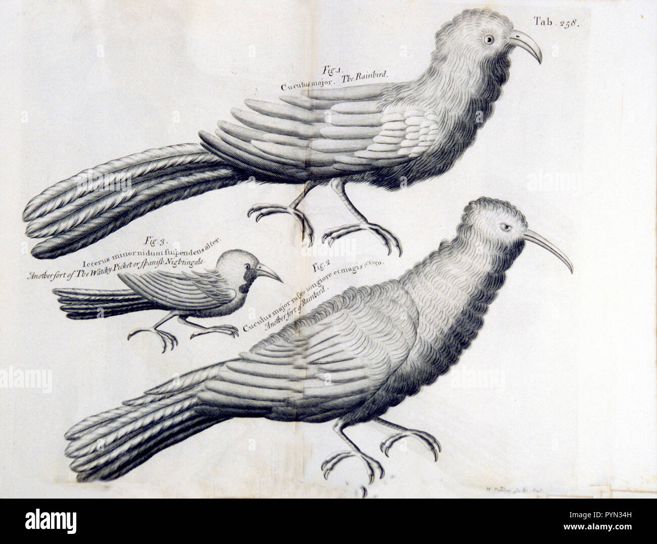 Die Rainbird, einem anderen sor Der watchy Streikposten oder Spanisch Nachtigall, eine andere Art von rainbird Ca. 1707-1725 Stockfoto