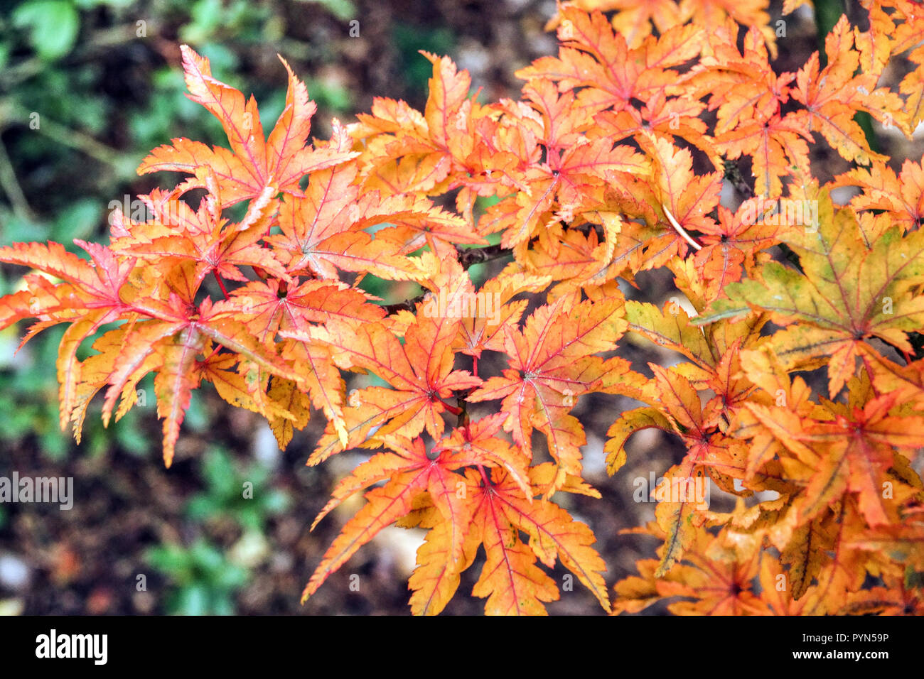 Japanischer Ahorn, Acer palmatum 'Shishigashira' in Herbstfarben im Garten Stockfoto